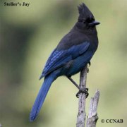 stellarjay
