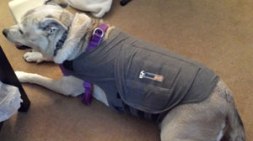 vithundershirt
